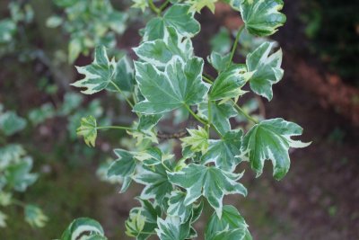 Liquidambar stiracifula 'Silver King' - ambroň západní - jarní listy